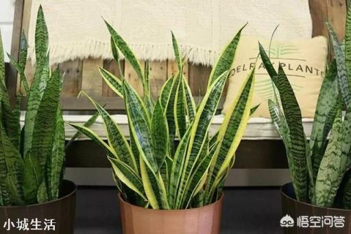 虎皮兰烂根、化水腐烂该怎么补救？