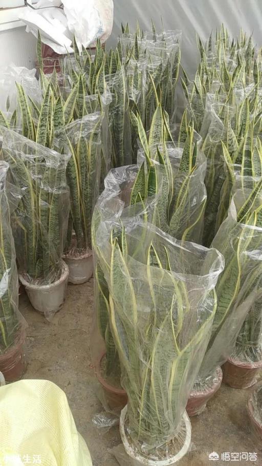 虎皮兰烂根、化水腐烂该怎么补救？