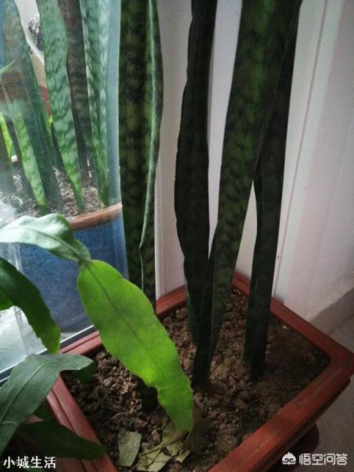 虎皮兰烂根、化水腐烂该怎么补救？