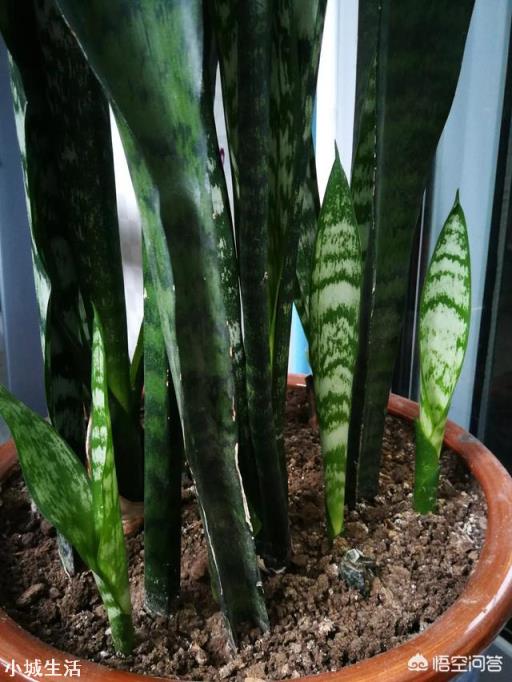 虎皮兰烂根、化水腐烂该怎么补救？