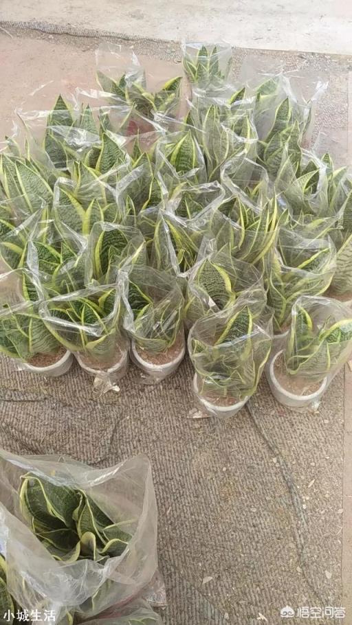 虎皮兰烂根、化水腐烂该怎么补救？