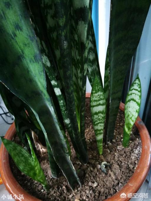 虎皮兰烂根、化水腐烂该怎么补救？
