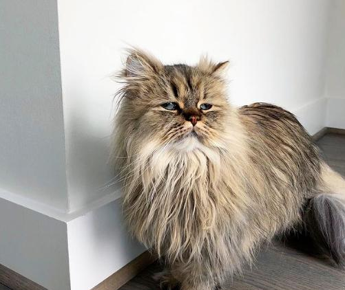 波斯猫每天炸毛一脸没睡醒的样子惹人笑:该来杯咖啡提提神?