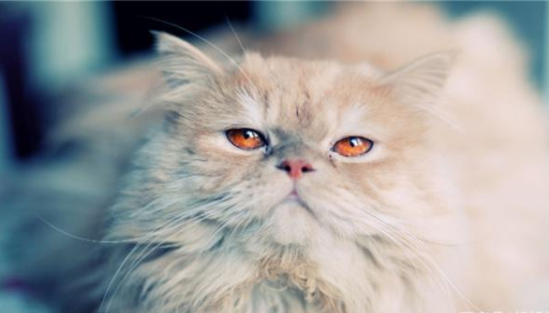 波斯猫掉毛太厉害?把这几点做好,掉毛会逐渐改善