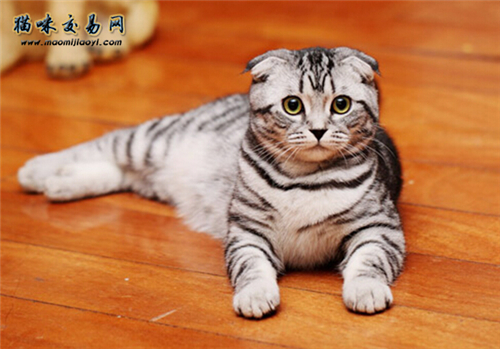 布偶猫护理的方法有哪些？