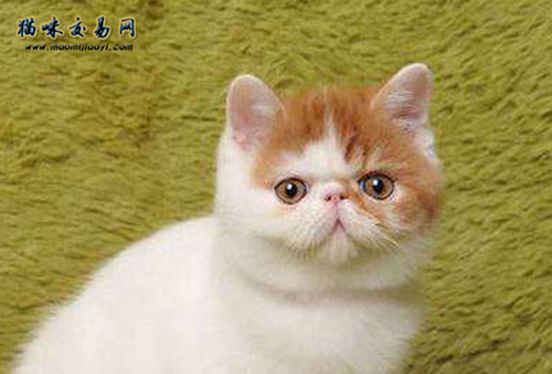 布偶猫护理的方法有哪些？