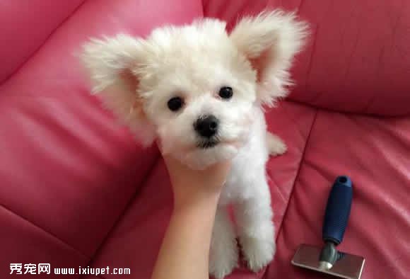 狗狗飞耳是什么原因，怎么办呢？