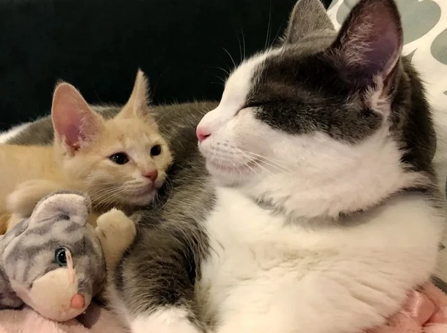两个月前小橘猫被欺负，两月后变胖复仇：想不到本喵长这么快吧！