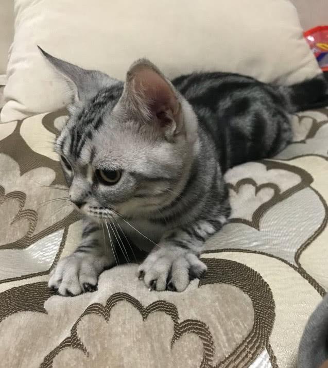 美短好不好养 美短到底好养吗?