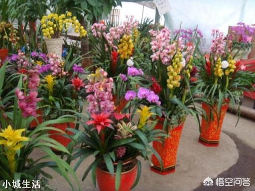 春节送礼可以送哪些鲜花，都有什么寓意？