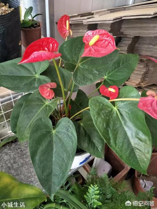 春节送礼可以送哪些鲜花，都有什么寓意？