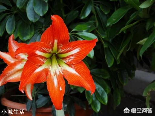 春节家里适合摆什么花卉比较喜庆?