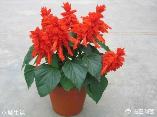 春节家里适合摆什么花卉比较喜庆?