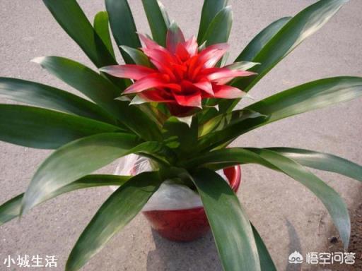 春节家里适合摆什么花卉比较喜庆?