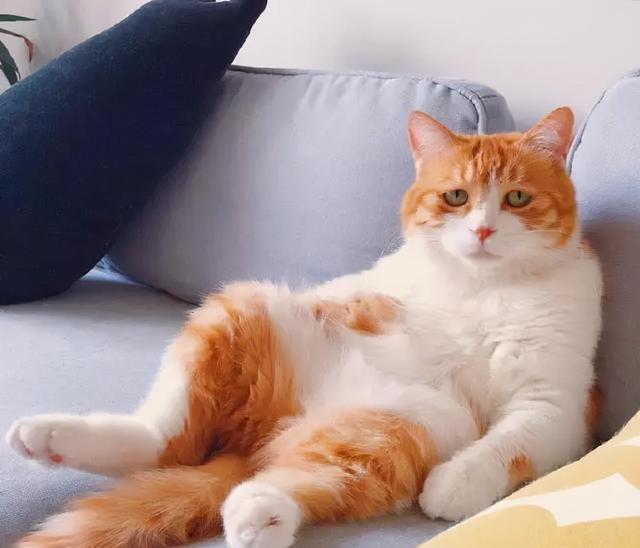 网友：以后我不再养“橘猫”了，原因有六个