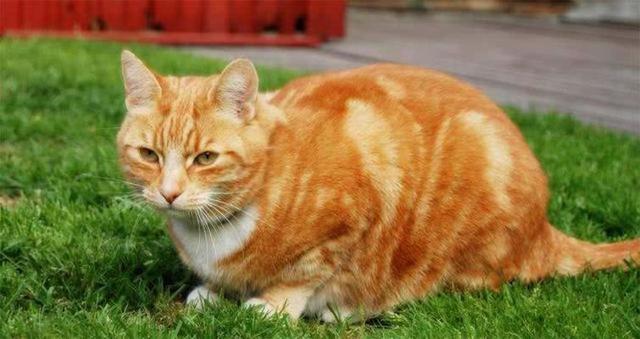 网友：以后我不再养“橘猫”了，原因有六个
