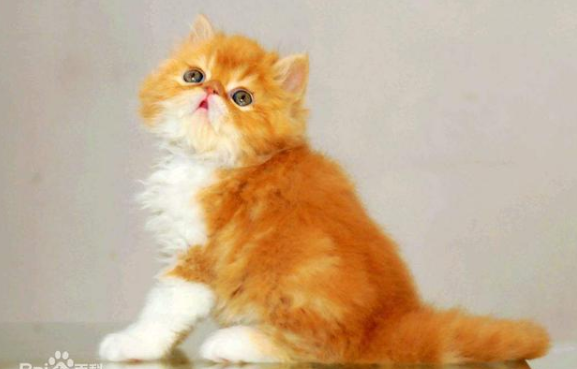 波斯猫几大种类驯养和饲养所需要注意的事项