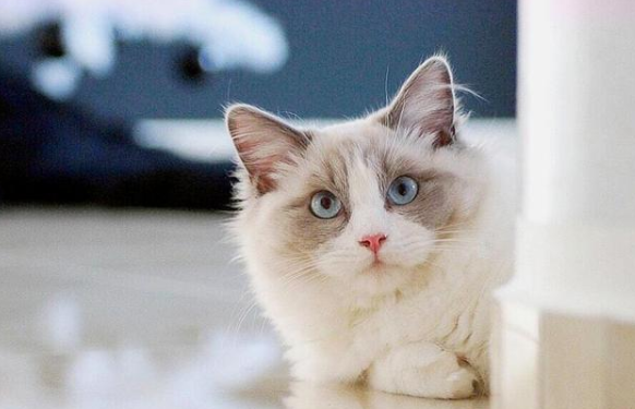 想养只布偶猫，因为它有这些性格优点！