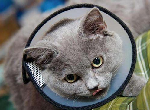 英短什么时候爆毛 英短蓝猫爆毛正常吗