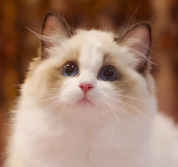 行走的蒲公英——布偶猫掉毛太厉害该怎么办