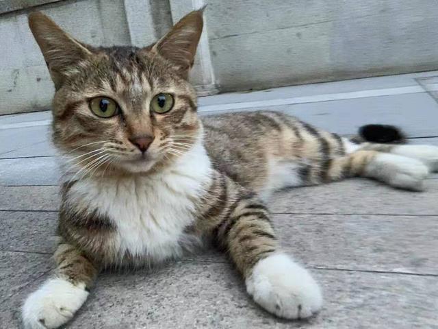 狸花猫是最好养的猫 养一只绝对不后悔
