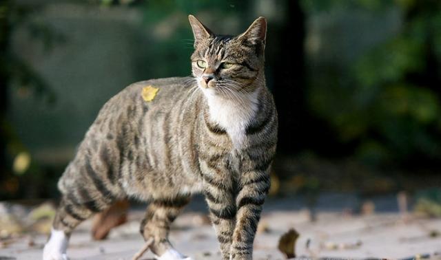 狸花猫是最好养的猫 养一只绝对不后悔