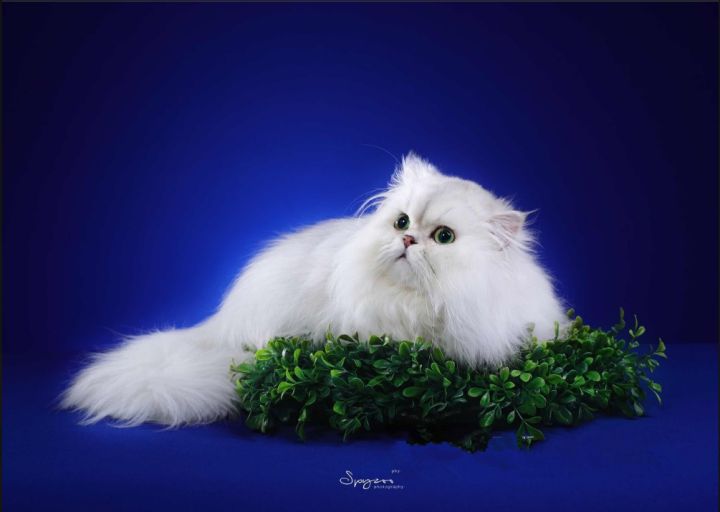 集美貌与智慧于一身的大眼睛自恋猫——金吉拉猫