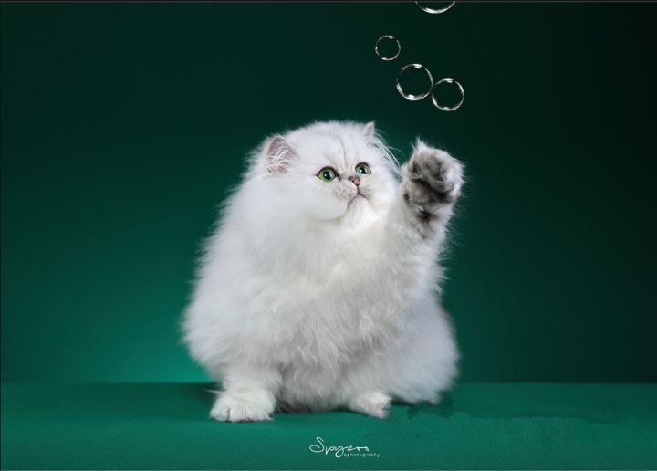 集美貌与智慧于一身的大眼睛自恋猫——金吉拉猫