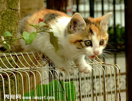 猫咪轻松去毛球的几种方法 谨防毛球病！