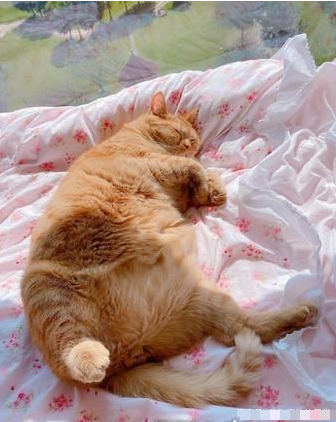 橘猫从不让人失望，这11公斤的吨位和体积非常惊人