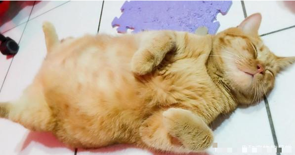 橘猫从不让人失望，这11公斤的吨位和体积非常惊人