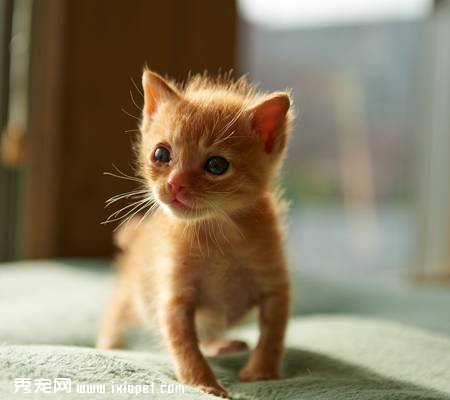 刚刚接到家的猫咪应该怎样照顾呢?