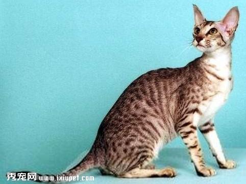 东方短毛猫要如何养护它的毛发呢?