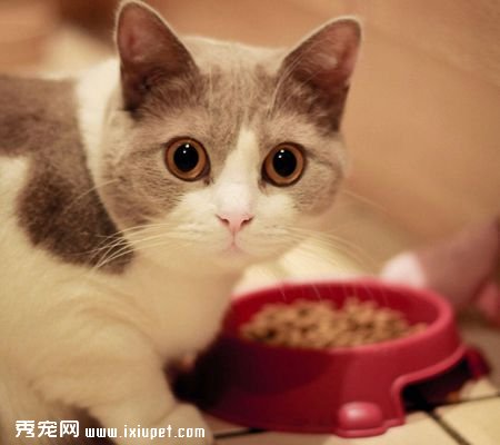 怎样可以让猫咪多喝水呢?