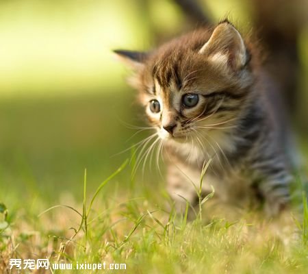 什么是猫草？猫草有什么作用？