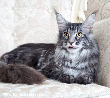 怎么样去除养猫家庭家中的异味呢?