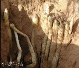 肉苁蓉怎么吃好？