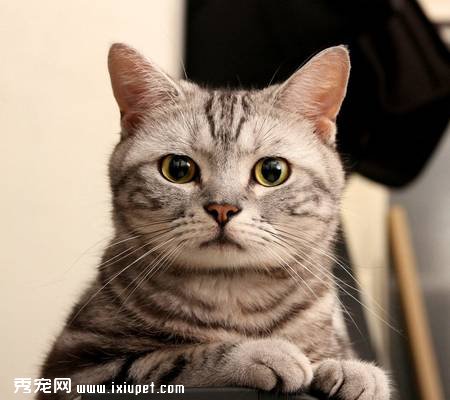 导致猫咪呕吐的常见原因