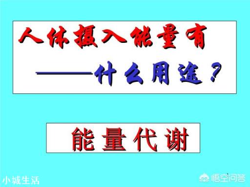 饥饿减肥，减掉的是脂肪还是肌肉？