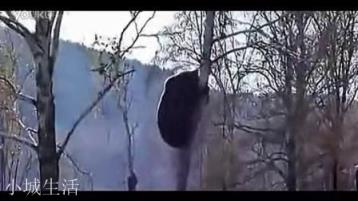 5月12日青海一女牧民被棕熊袭击身亡，丈夫携女儿逃过一劫，这件事大家怎么看？