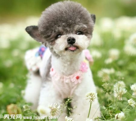 训练狗狗自己玩儿的几个小技巧