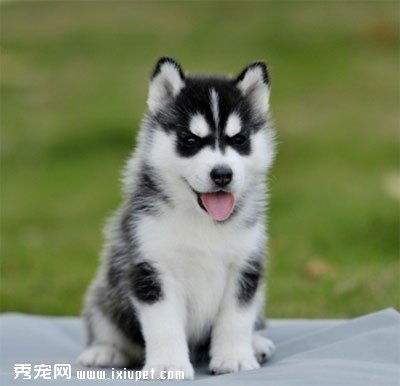 幼犬第一次进家怎么训练?
