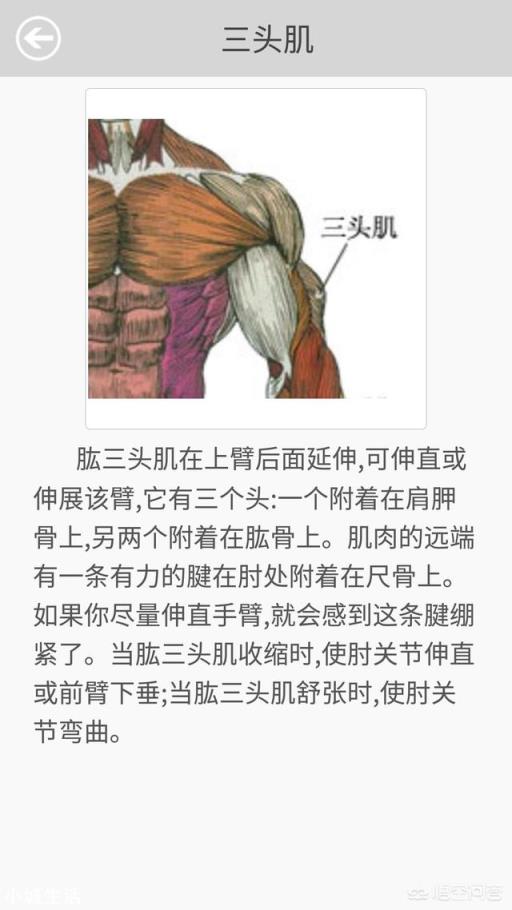 肱三头肌有哪些强大的锻炼方法?