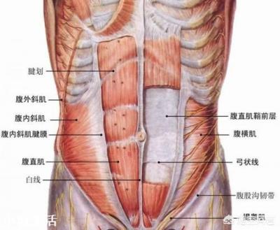 腹肌是不是瘦出来的?每个人都有8块腹肌吗?