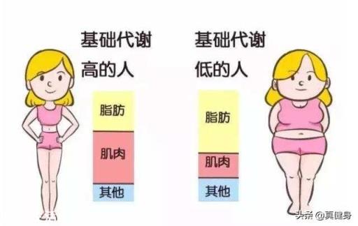提高基础代谢是快速减肥的最好方法,哪些运动可以提高代谢率?