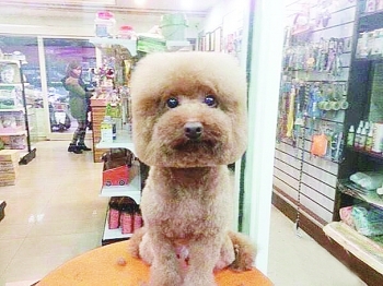 把狗狗造型弄成这样真的好吗？