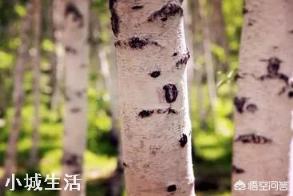 呼伦贝尔有哪些景点值得去？