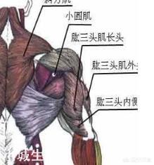 肱三头肌有哪些高效的动作推荐？