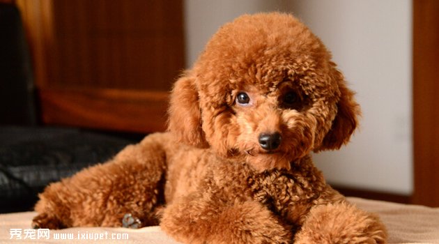 贵宾犬的喂养方法和日常护理