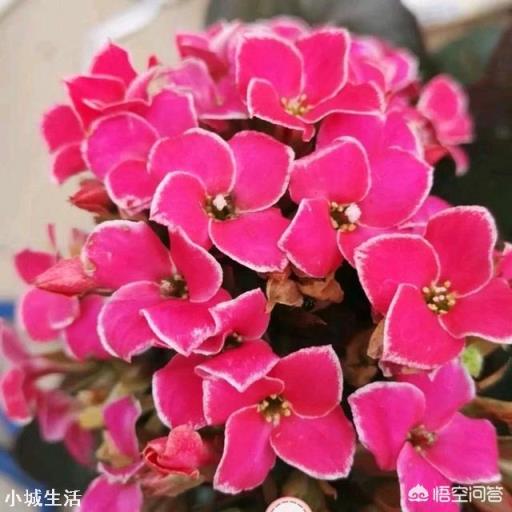 刚买的长寿花苗怎么栽种?